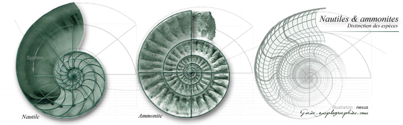 coupe ammonite